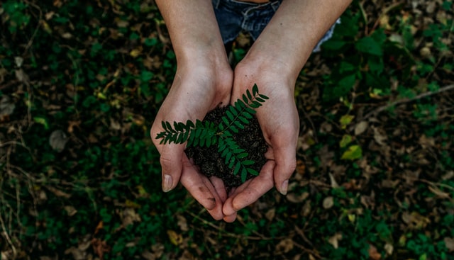 Plant Trees