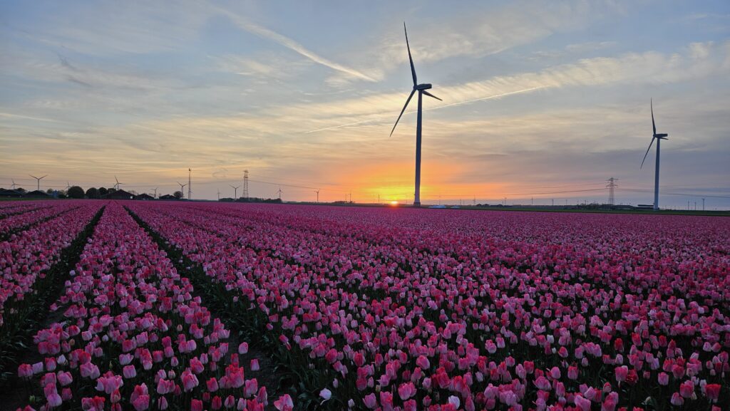 Tulip fields in Amsterdam